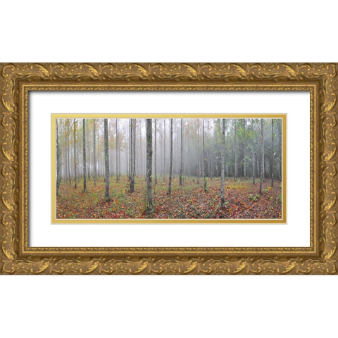 Prentice Tree Pano Gold Ornate Wood Framed Art Print with Double Matting by Lee, Rachel