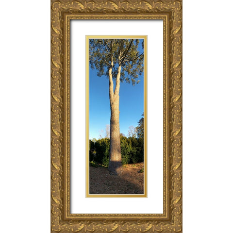 St Elmo Pine Gold Ornate Wood Framed Art Print with Double Matting by Lee, Rachel