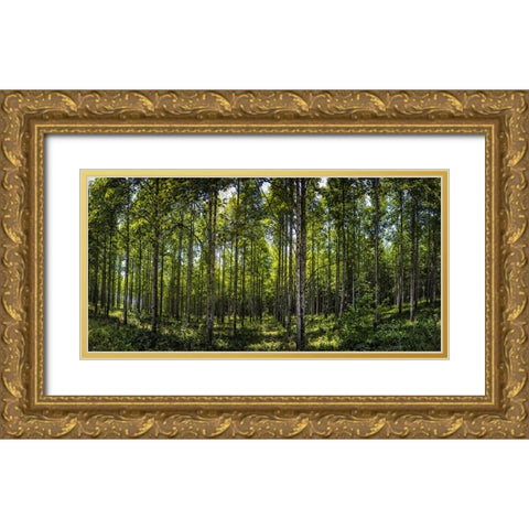 Tree Plantation Gold Ornate Wood Framed Art Print with Double Matting by Lee, Rachel