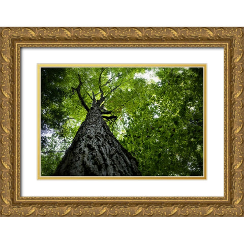 Trees 1 Gold Ornate Wood Framed Art Print with Double Matting by Lee, Rachel