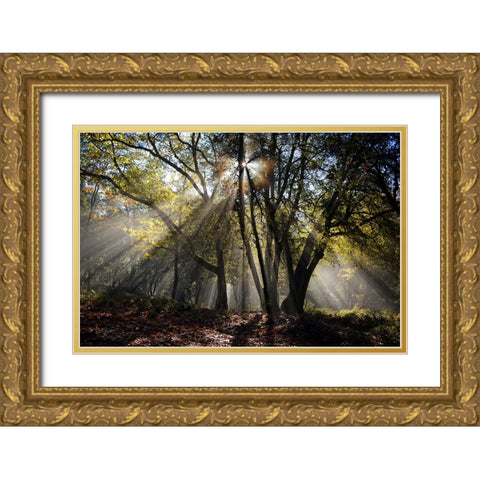 Trees 17 Gold Ornate Wood Framed Art Print with Double Matting by Lee, Rachel