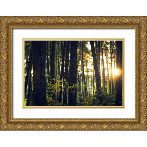 Trees 19 Gold Ornate Wood Framed Art Print with Double Matting by Lee, Rachel