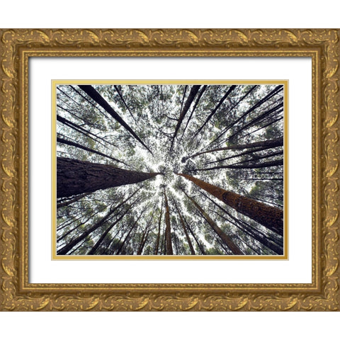 Trees 48 Gold Ornate Wood Framed Art Print with Double Matting by Lee, Rachel