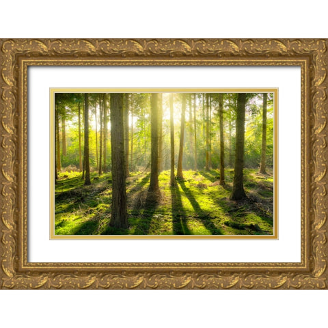 Trees 81 Gold Ornate Wood Framed Art Print with Double Matting by Lee, Rachel