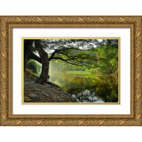 Trees And Water 1 Gold Ornate Wood Framed Art Print with Double Matting by Lee, Rachel