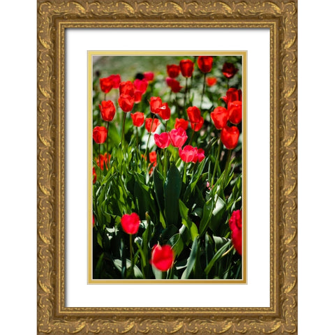 Tulips  Gold Ornate Wood Framed Art Print with Double Matting by Malone, Will