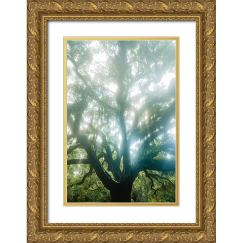 Dream Tree Gold Ornate Wood Framed Art Print with Double Matting by Malone, Will
