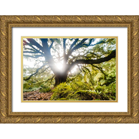 Dream Tree Fern  Gold Ornate Wood Framed Art Print with Double Matting by Malone, Will