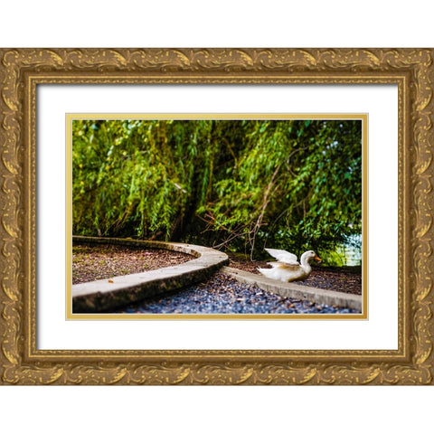 Duck of Lake Ella 2 Gold Ornate Wood Framed Art Print with Double Matting by Malone, Will