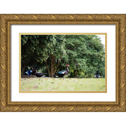 Duck of Lake Ella 4 Gold Ornate Wood Framed Art Print with Double Matting by Malone, Will