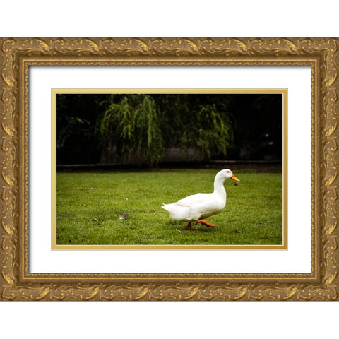 Duck of Lake Ella 5 Gold Ornate Wood Framed Art Print with Double Matting by Malone, Will
