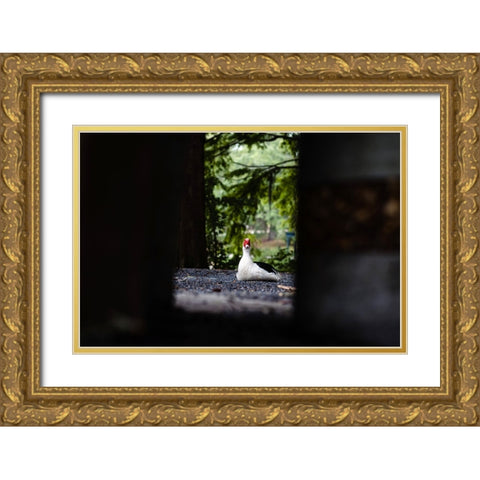 Duck of Lake Ella 6 Gold Ornate Wood Framed Art Print with Double Matting by Malone, Will