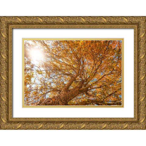 Grand Fall 2 Gold Ornate Wood Framed Art Print with Double Matting by Malone, Will