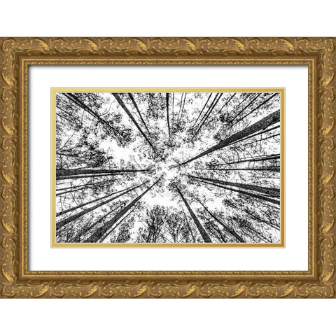 The Pines Gold Ornate Wood Framed Art Print with Double Matting by Malone, Will