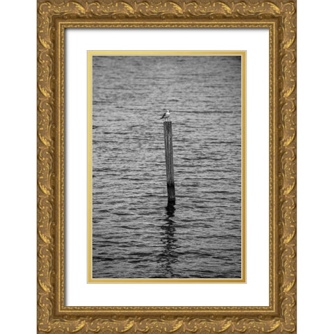 Seagull Hangout 2 Gold Ornate Wood Framed Art Print with Double Matting by Malone, Will