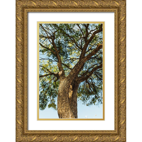 Hill Country 2 Gold Ornate Wood Framed Art Print with Double Matting by Malone, Will