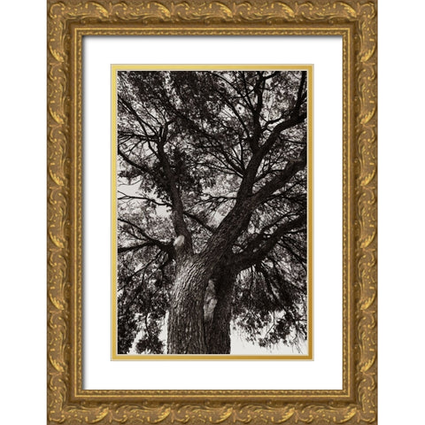 Sepia Tree Gold Ornate Wood Framed Art Print with Double Matting by Malone, Will