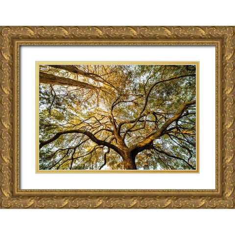 Canopy  Gold Ornate Wood Framed Art Print with Double Matting by Malone, Will