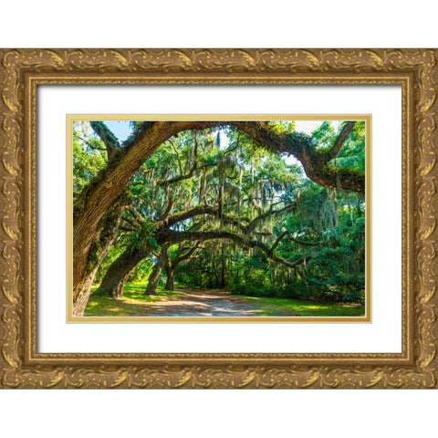 St Helena Trees Gold Ornate Wood Framed Art Print with Double Matting by Malone, Will