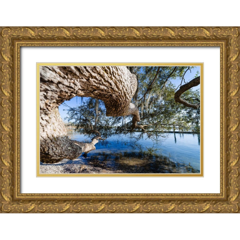 Branching Out Gold Ornate Wood Framed Art Print with Double Matting by Malone, Will