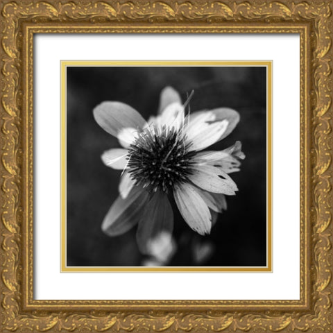 A New Flower Square BW Gold Ornate Wood Framed Art Print with Double Matting by Malone, Will