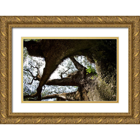 bigoak copy Gold Ornate Wood Framed Art Print with Double Matting by Malone, Will