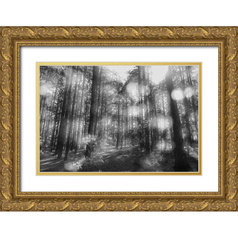 Blurry Forest BW Gold Ornate Wood Framed Art Print with Double Matting by Malone, Will