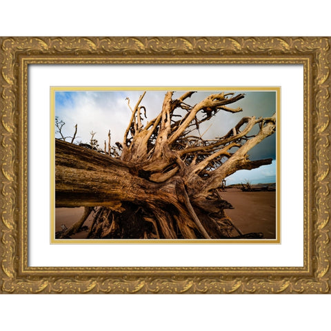 Dead Root Gold Ornate Wood Framed Art Print with Double Matting by Malone, Will
