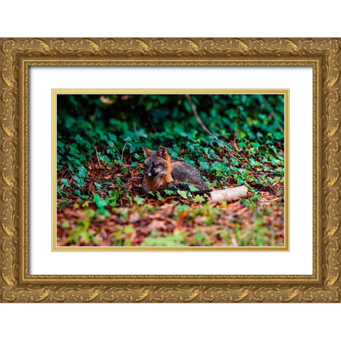 Fox Gold Ornate Wood Framed Art Print with Double Matting by Malone, Will