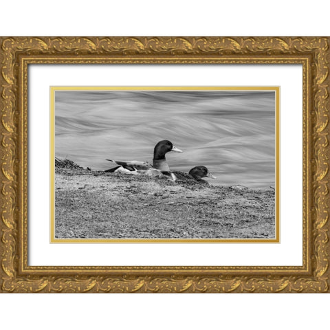 Monochrome Duck 3 Gold Ornate Wood Framed Art Print with Double Matting by Malone, Will