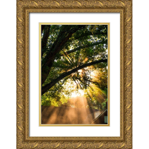 Morning Sunlight Gold Ornate Wood Framed Art Print with Double Matting by Malone, Will