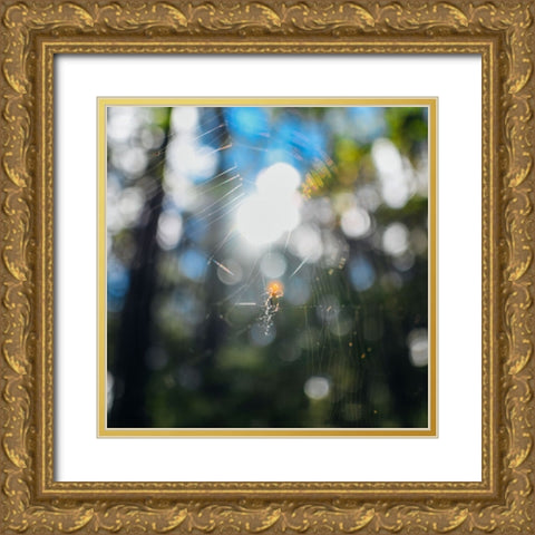 Spider Sunset Gold Ornate Wood Framed Art Print with Double Matting by Malone, Will