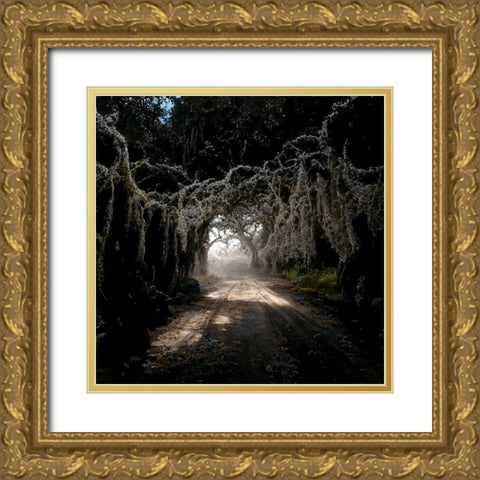 Road in the Woods 4 Gold Ornate Wood Framed Art Print with Double Matting by Screendoor