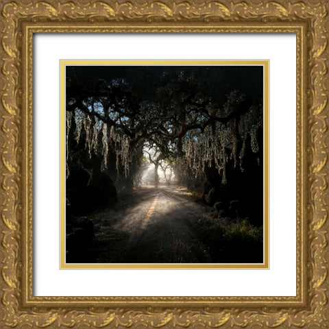 Road in the Woods 8 Gold Ornate Wood Framed Art Print with Double Matting by Screendoor