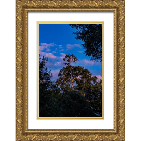 Tree Spotlight 2 Gold Ornate Wood Framed Art Print with Double Matting by Malone, Will