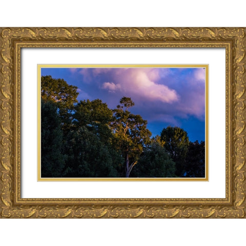 Tree Spotlight Gold Ornate Wood Framed Art Print with Double Matting by Malone, Will