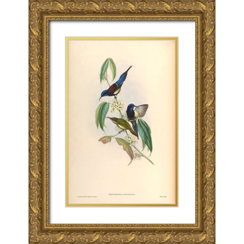 Nectarinia Saturata Gold Ornate Wood Framed Art Print with Double Matting by CAG