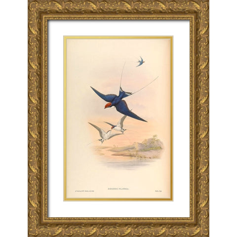 Hirundo Filifera Gold Ornate Wood Framed Art Print with Double Matting by CAG