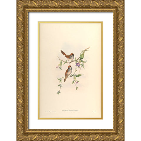 Suthora Munipurensis Gold Ornate Wood Framed Art Print with Double Matting by CAG