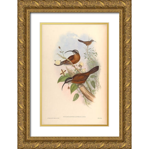 Xiphorhamphus Superciliaris Gold Ornate Wood Framed Art Print with Double Matting by CAG