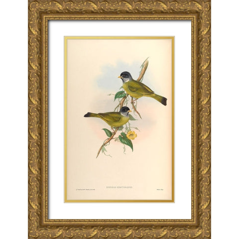 Spizixos Semitorques Gold Ornate Wood Framed Art Print with Double Matting by CAG