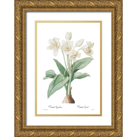 Crinum giganteum Gold Ornate Wood Framed Art Print with Double Matting by CAG