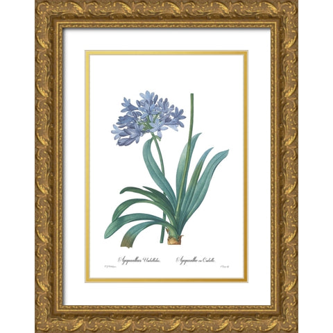 Agapanthus umbellatus Gold Ornate Wood Framed Art Print with Double Matting by CAG
