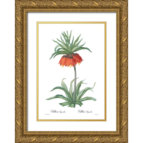 Fritillaria imperialis Gold Ornate Wood Framed Art Print with Double Matting by CAG