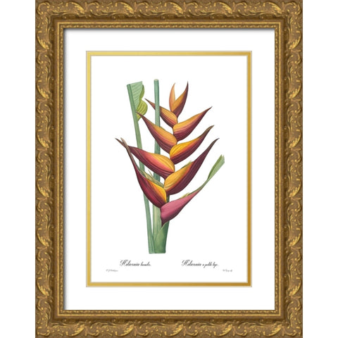 Heliconia humilis Gold Ornate Wood Framed Art Print with Double Matting by CAG