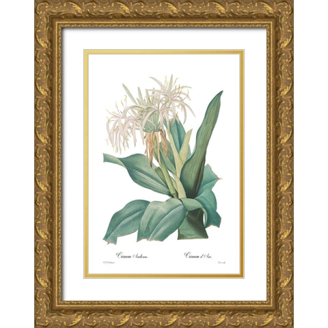 Crinum asiaticum Gold Ornate Wood Framed Art Print with Double Matting by CAG