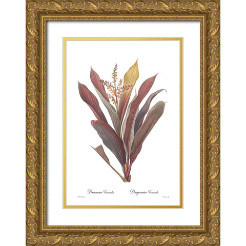 Dracaena terminalis Gold Ornate Wood Framed Art Print with Double Matting by CAG