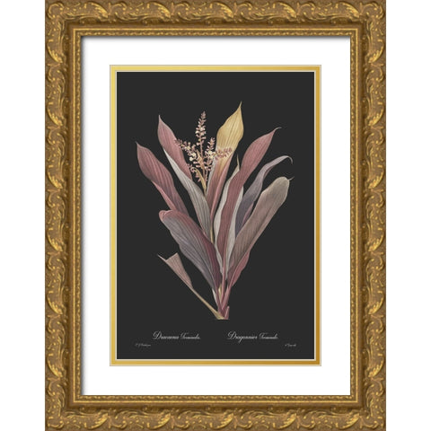 Dracaena terminalis - Dark Gold Ornate Wood Framed Art Print with Double Matting by CAG