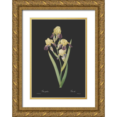 Iris squalens - Dark Gold Ornate Wood Framed Art Print with Double Matting by CAG