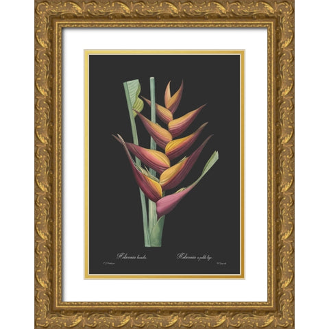 Heliconia humilis - Dark Gold Ornate Wood Framed Art Print with Double Matting by CAG